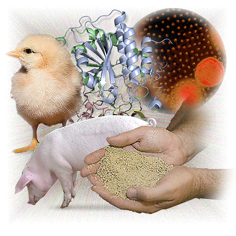 Main effects of essential oils in poultry nutrition