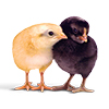 Chick pair Illustration