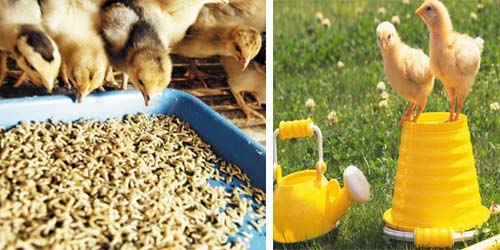 How to produce good animal feed 